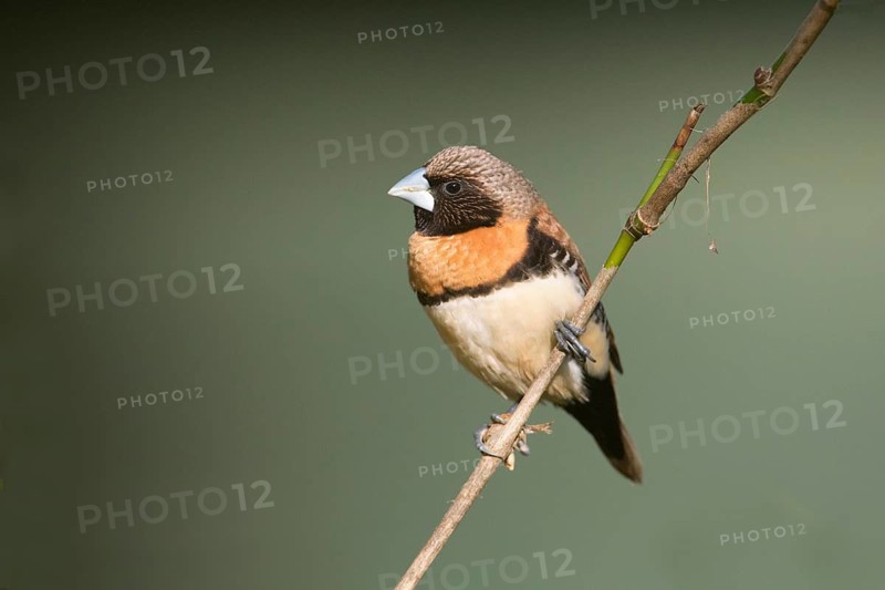 Chestnut-breasted Mannikin (Lonchura castaneothorax) perched on a twig, Queensland, Australia