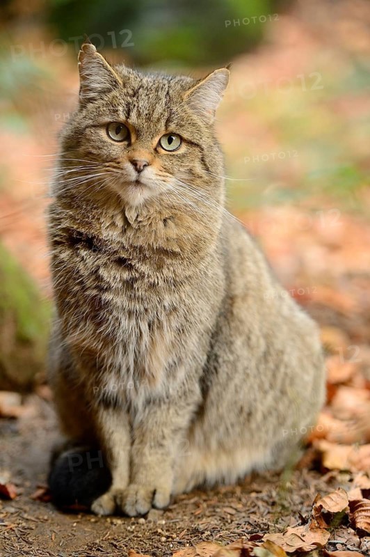 Close-up of a European wildcat (Felis silvestris silvestris) in autumn in the bavarian forest