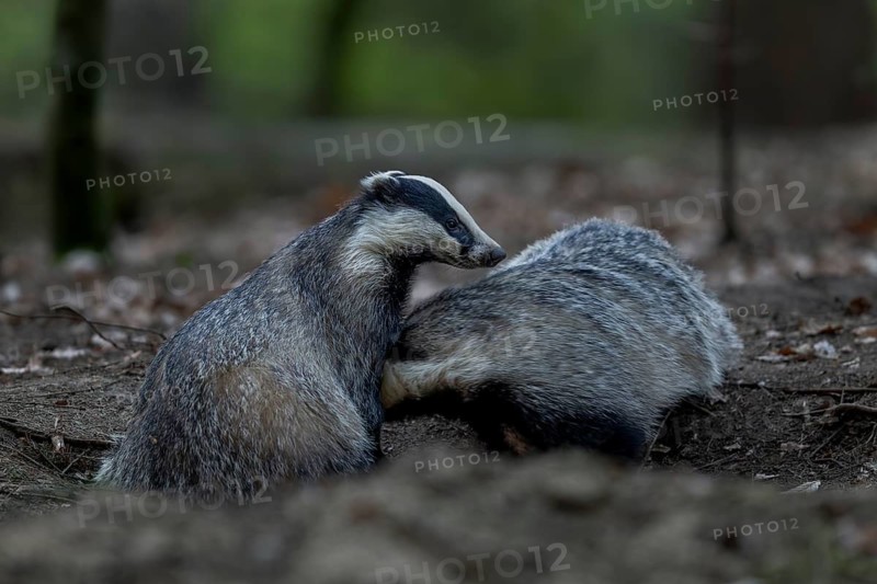 A pair of badgers (Meles meles) grooming each other at the roof castle, fun, joie de vivre, togetherness, nocturnal, Germany
