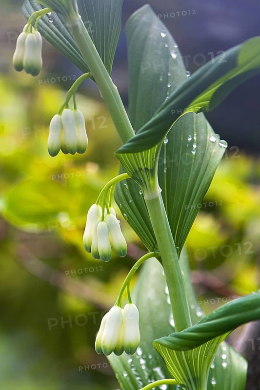 Flowers of a solomon's seal (Polygonatum multiflorum) with raindrops, Bavaria, Germany