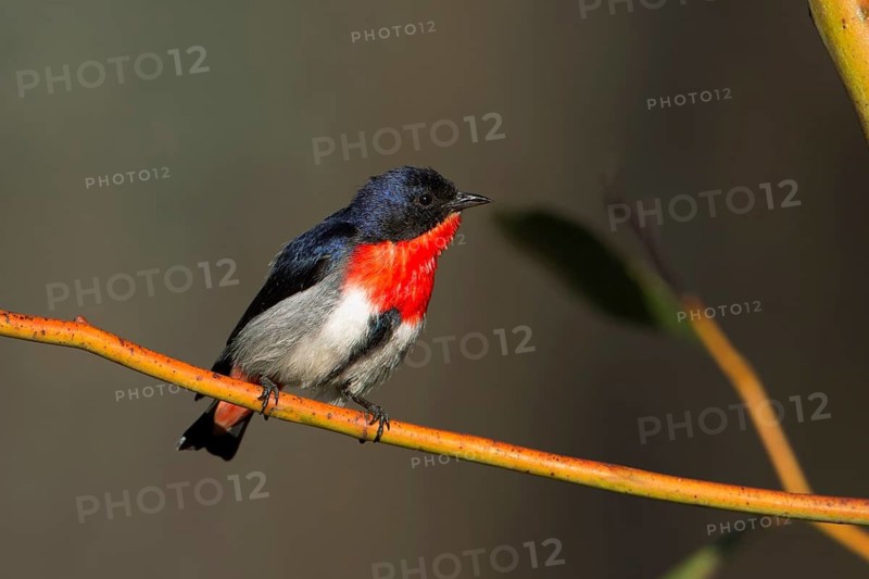 Mistletoebird (Dicaeum hirundinaceum) male, Victoria, Australia