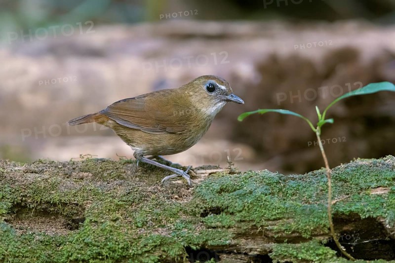 Lesser Shortwing (Brachypteryx leucophris), Bidoup National Park, Vietnam