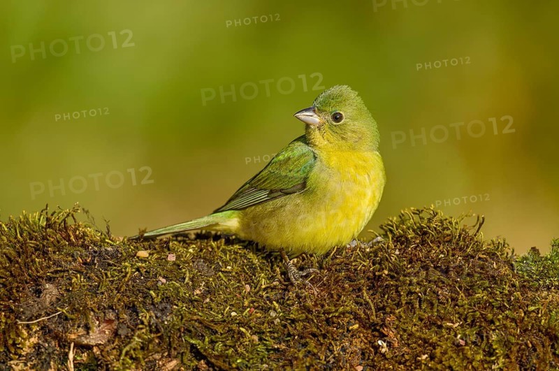Painted Bunting (Passerina ciris) female on ground, Texas, USA