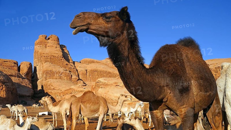Camel, camels, (Camelidae), resting, desert, animal, animals, mammal, mammals, several, group, caravan, means of transport, kingdom. Saudi Arabia, Middle East, Saudi Arabia