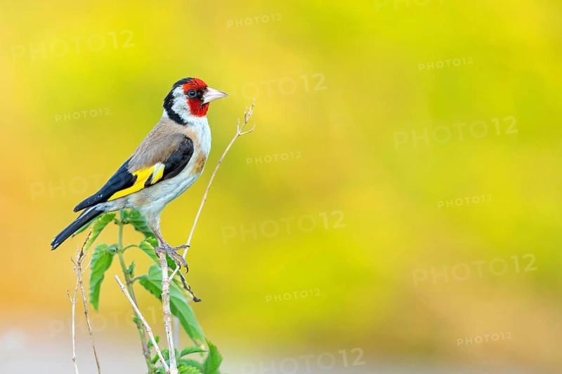 Goldfinch, goldfinch, (Carduelis carduelis), biotope, habitat, foraging, perch, Worms district, Worms, Rhineland-Palatinate, Germany