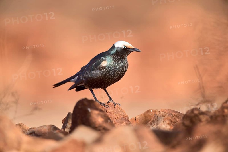 White-crowned Starling (Lamprotornis albicapillus) perched on the ground, Oromia, Ethiopia