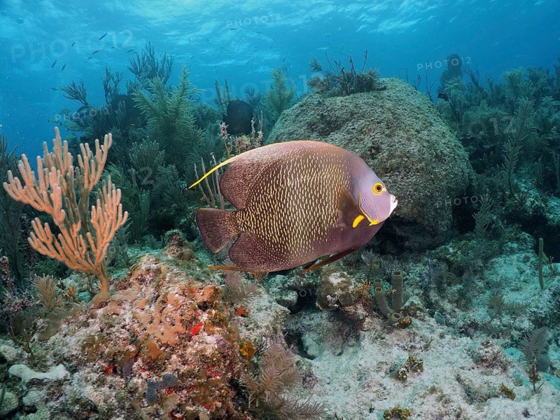 French angelfish (Pomacanthus paru)