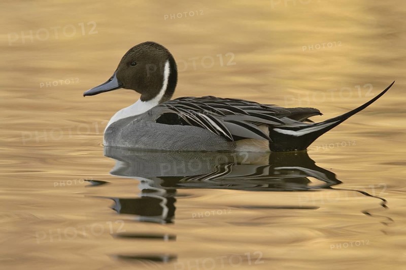 Northern Pintail (Anas acuta) male, Arizona, USA