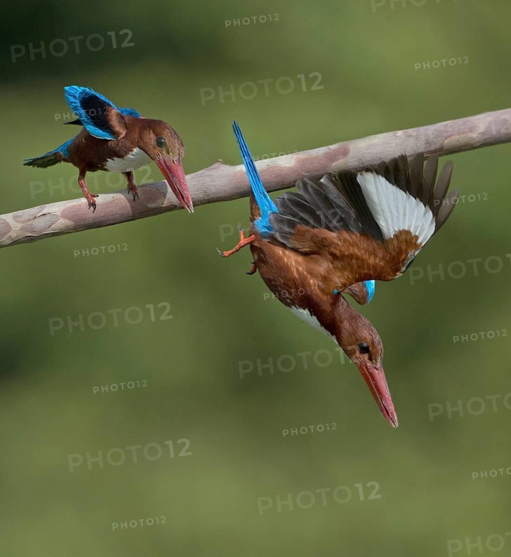 White-throated Kingfisher (Halcyon smyrnensis) adults hunting, Penang, Malaysia