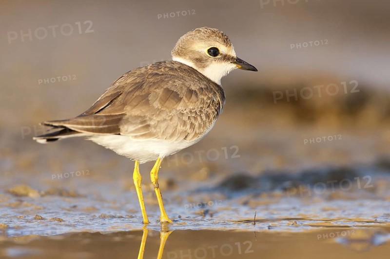 Little Ringed Plover (Charadrius dubius), Greece