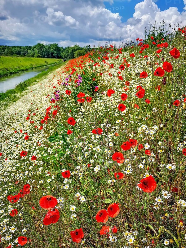 Summer meadow with flowering poppies (Papaver rhoeas), daisies and wild herbs against a blue sky with fleecy clouds in the sun next to a stream, Baden-Württemberg, Germany