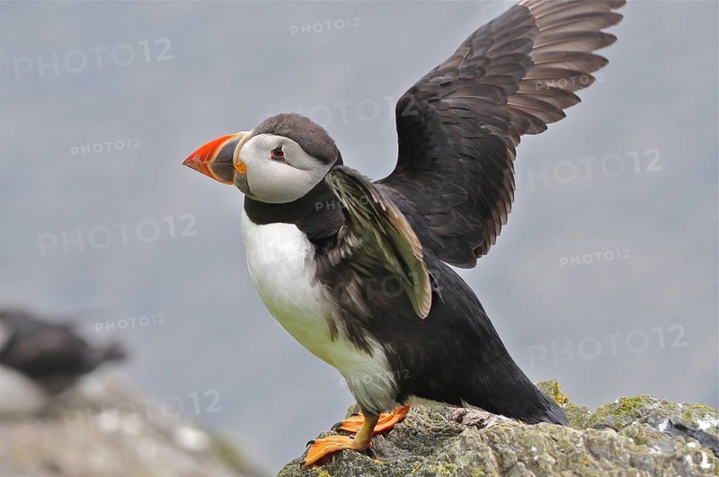 Puffin (Fratercula arctica)