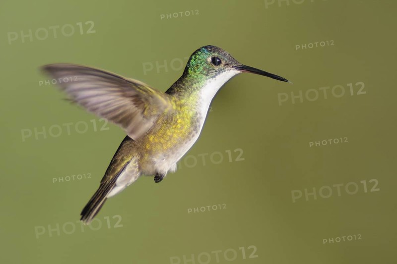 Azure-crowned Hummingbird (Amazilia cyanocephala), Guatemala