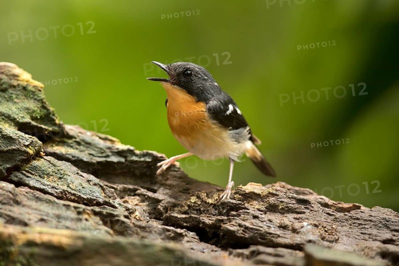 Rufous-chested Flycatcher (Ficedula dumetoria) male singing, Selangor, Malaysia