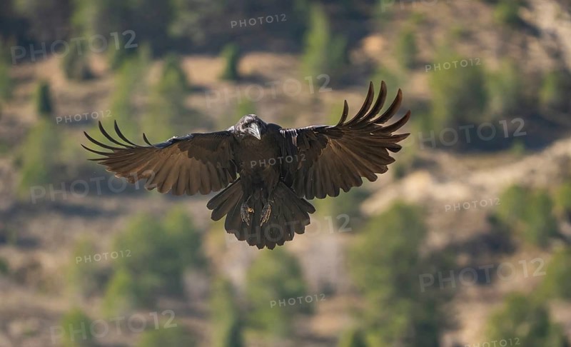 A magnificent Common Raven spreads its wings wide in mid-flight against a blurred forest backdrop, showcasing its impressive plumage and graceful aerial prowess
