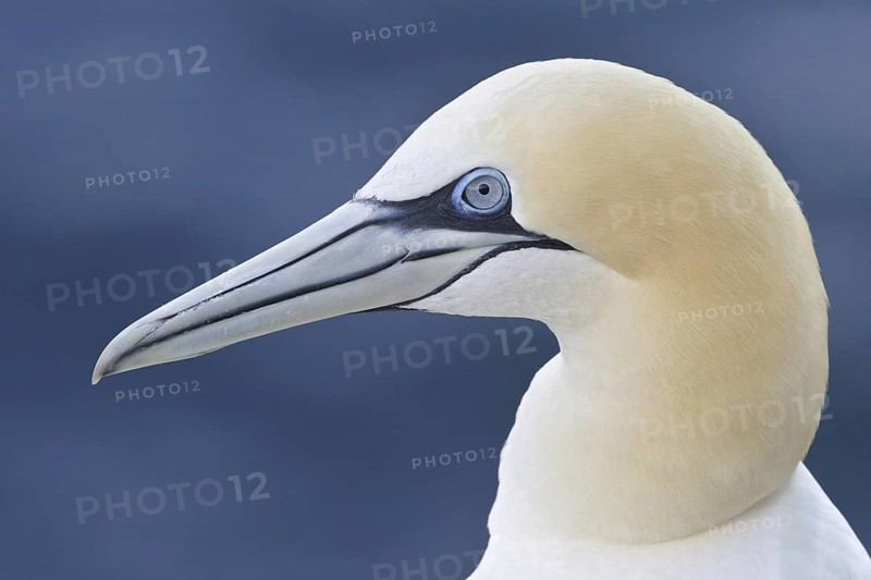 Northern Gannet (Morus bassanus), Newfoundland, Canada