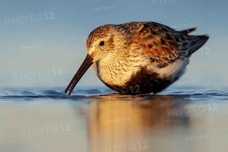 Dunlin (Calidris alpina) feeding along a river in Nome, Alaska