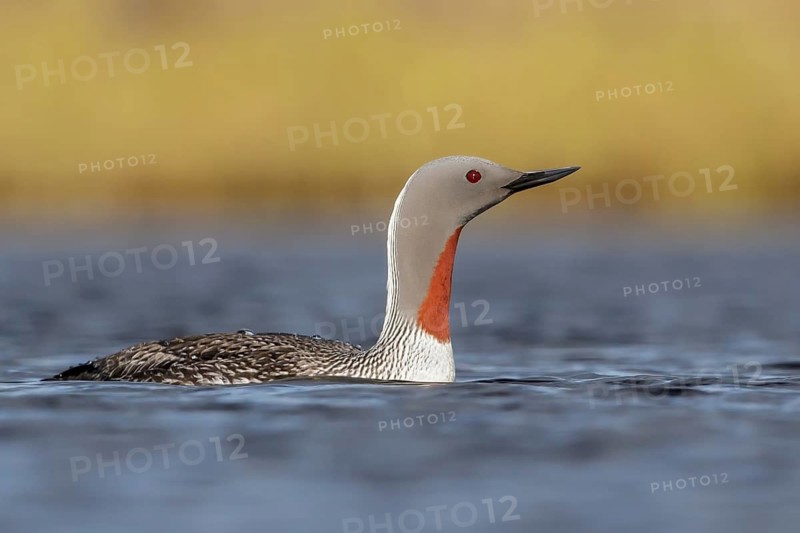 Red-throated Loon (Gavia stellata) in a pond near Nome, Alaska