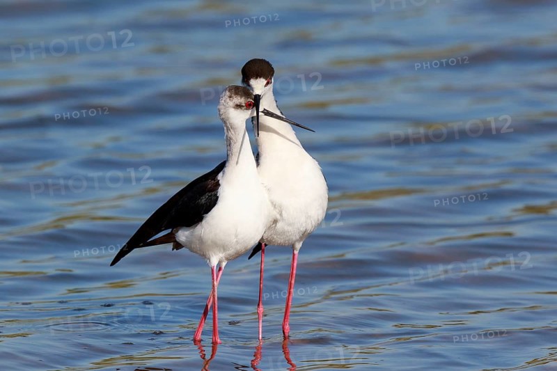 Black-winged Stilt (Himantopus himantopus) pair displaying, Greece