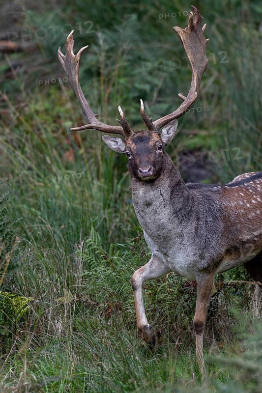 Something has betrayed me despite good camouflage, but the fallow deer (Dama dama) is unable to identify the photographer in its hiding place, autumn, rut, fallow deer rut, October, Germany