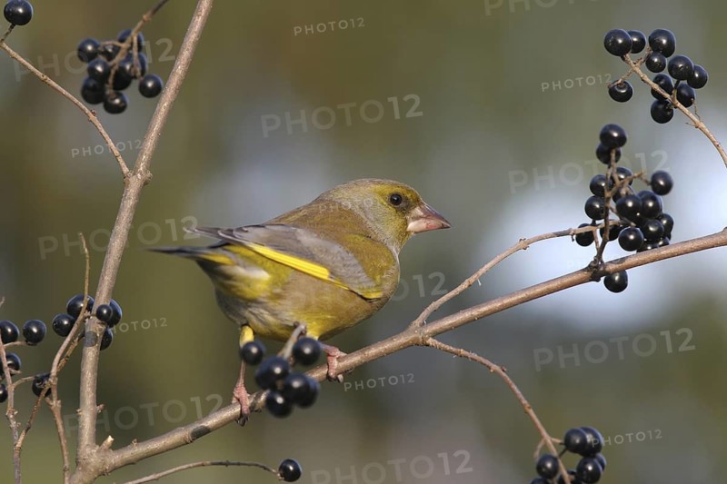 European Greenfinch (Chloris chloris), Baden-Wuerttemberg, Germany