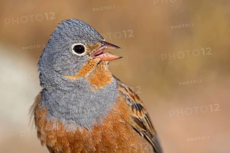 Grauortolan, Cretzschmar's Bunting, Emberiza caesia, Bruant cendrillard, Escribano Ceniciento
