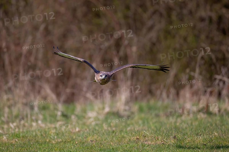 Common buzzard (Buteo buteo) adult bird of prey raptor flying over countryside grassland, England, United Kingdom