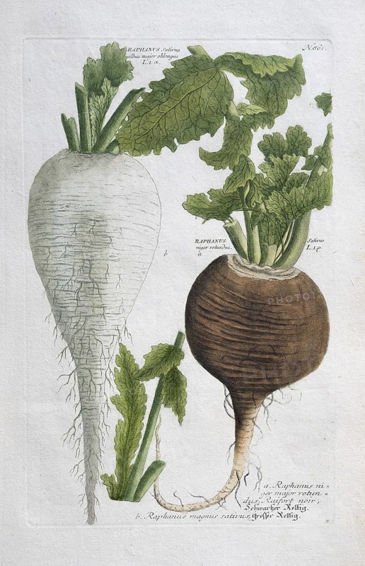 Black radish, Raphanus niger, large radish, Raphanus sativus albus major oblongus, hand-colored mezzotinto copper engraving from Phytanthoza iconographica by Johann Wilhelm Weinmann, executed by Bartholomäus Seutter, Johann Jakob Haid and Johann Elias Ridinger, Regensburg 1734-1745