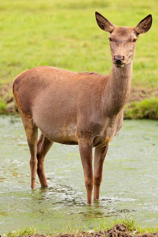 A red deer hind (Cervus elaphus) stands in a puddle in a meadow and observes its surroundings