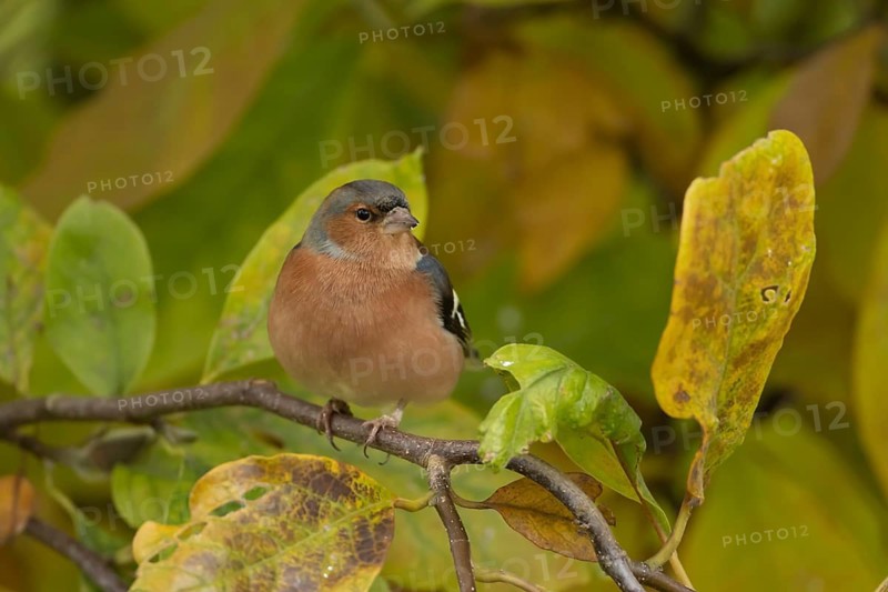 Eurasian chaffinch (Fringilla coelebs) adult male garden bird on a Magnolia tree branch with autumn colour leaves, Suffolk, England, United Kingdom