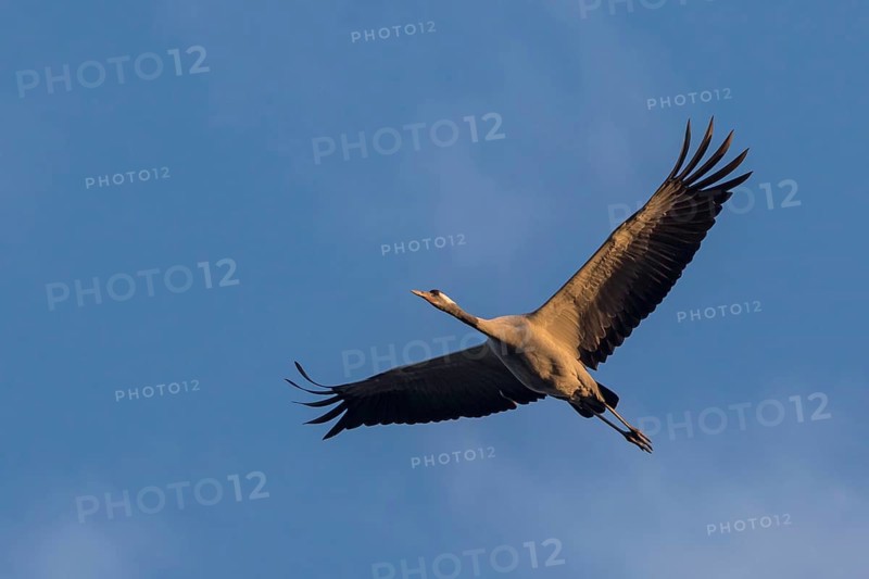 Common Crane (Grus grus) flying, Mecklenburg-Western Pomerania, Germany