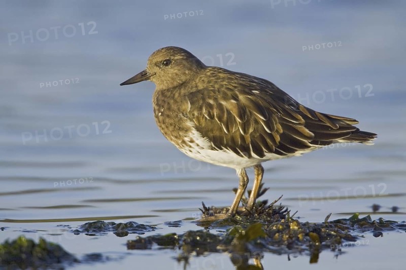 Black Turnstone (Arenaria melanocephala), British Columbia, Canada