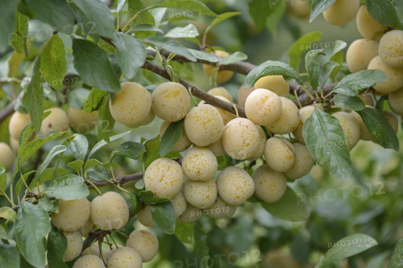 Mirabelle plum (Prunus domestica 'Bellamira'), Bundessortenamt, Marquardt testing centre, Marquardt, Brandenburg, Germany