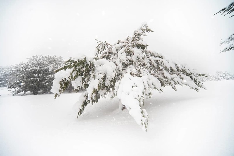 A serene winter scene in Guadarrama National Park, Spain, featuring snow-laden Aleppo pines under a soft, cloudy sky