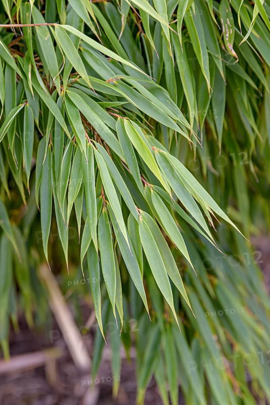 Umbrella bamboo (Fargesia rufa), Saxon State Office for the Environment, Germany