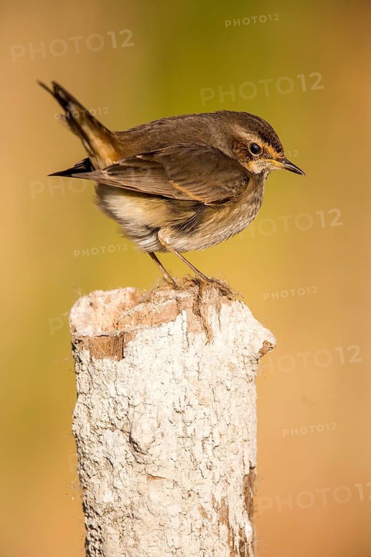 Bluethroat (Luscinia svecica cyanecula) young female perched on a pale, Castile-La Mancha, Spain