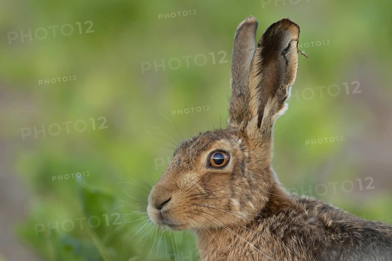 European brown hare (Lepus europaeus) adult animal in a farmland sugar beet crop field in summer, Suffolk, England, United Kingdom