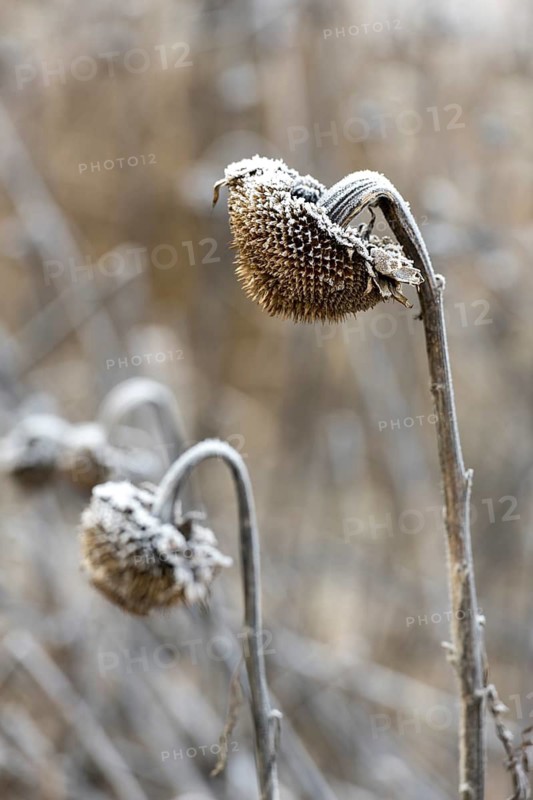 Sunflowers in winter, ice, snow (Helianthus annuus), winter, field, Baden-Württemberg, Germany