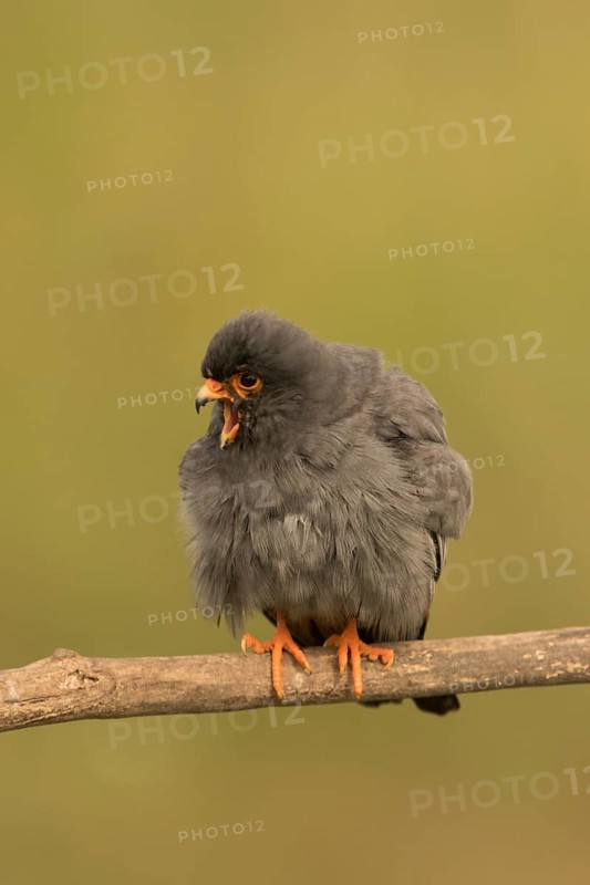 Red-footed Falcon (Falco vespertinus) adult male calling, perched on a branch, Serbia