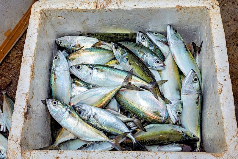 Freshly caught mackerel in a white cooler at the harbor, The fishermen in the fishing port of Matara in Sri Lanka