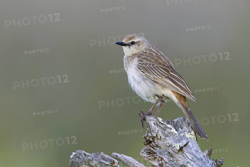 Rufous Songlark (Megalurus mathewsi), Victoria, Australia