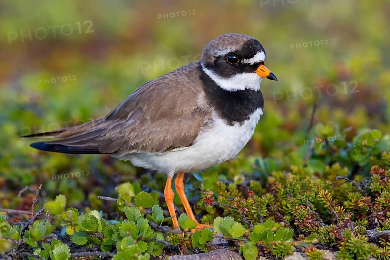 Ringed Plover, Animals, Birds, Plover family, (Charadrius hiaticula), Varanger, Finnmark, Norway