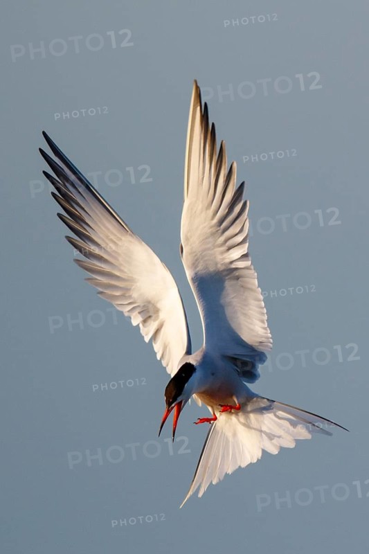 Common Tern (Sterna hirundo) flying, Greece