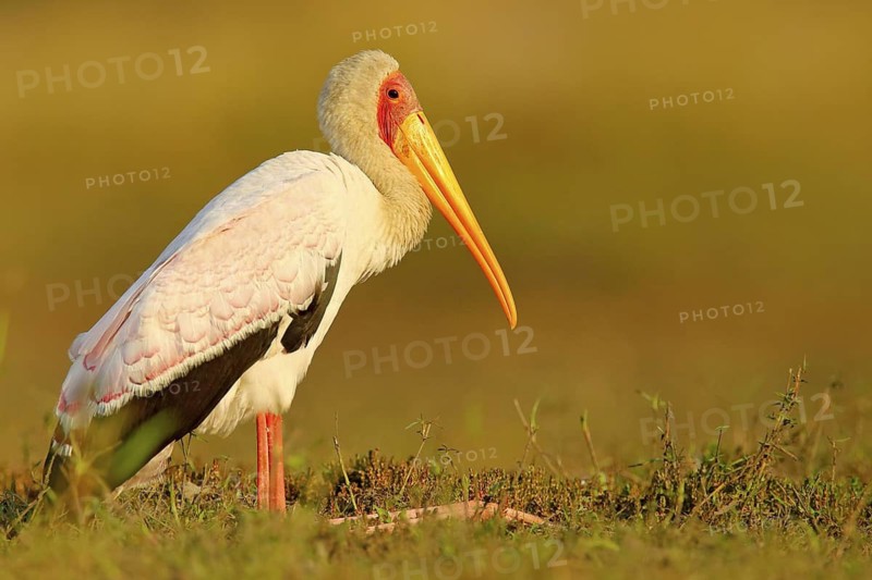 Yellow-billed Stork, Mycteria ibis, walk in water, Tanzania. River with bird in Africa. Strok in nature march habitat. Stork in Africa lake. Bird in the water. Stork from Kenya