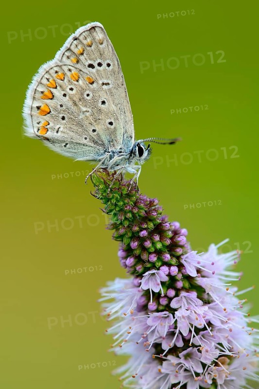 Blue butterfly (Polyommatus icarus), Goldenstedt moor, Goldenstedt, Lower Saxony, Germany