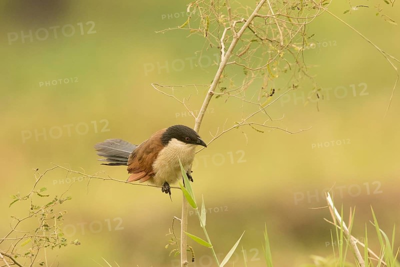 Senegal Coucal (Centropus senegalensis), Gambia