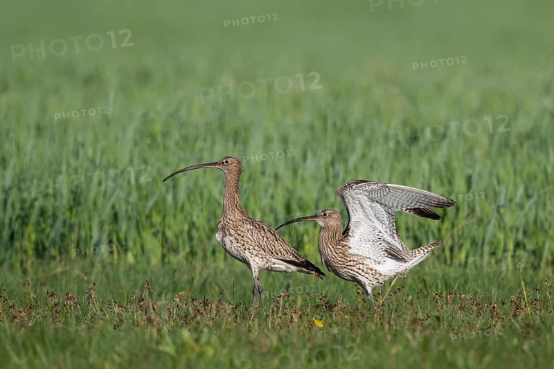 Eurasian Curlew (Numenius arquata) pair displaying, North Rhine-Westpalia, Germany
