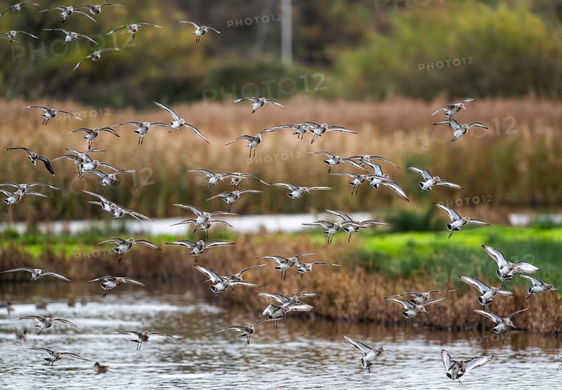 Black-tailed Godwits, Limosa limosa, birds in flight over marshes