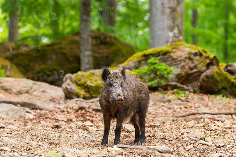 Wild boar (Sus scrofa) standing in a forest, Bavaria, Germany