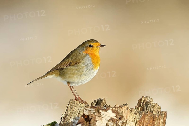 Robin (Erithacus rubecula) standing on tree stump, wildlife, winter, animals, birds, songbird, Wilnsdorf, North Rhine-Westphalia, Germany Siegerland, North Rhine-Westphalia, Germany